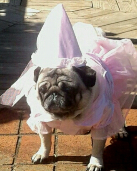 Meet your Posher, Debbie Clanton Posh Ambassador - Picture 2 of 4